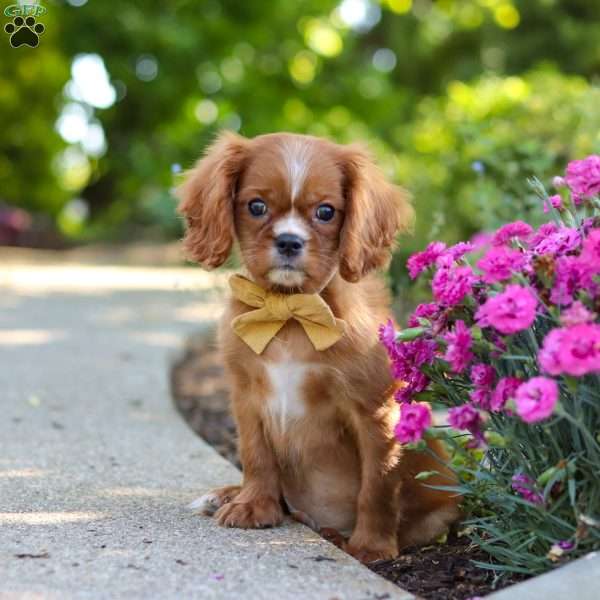 Mr. Bentley, Cavalier King Charles Spaniel Puppy